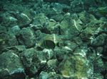 Snorkeling at Cpt Cook Monument
